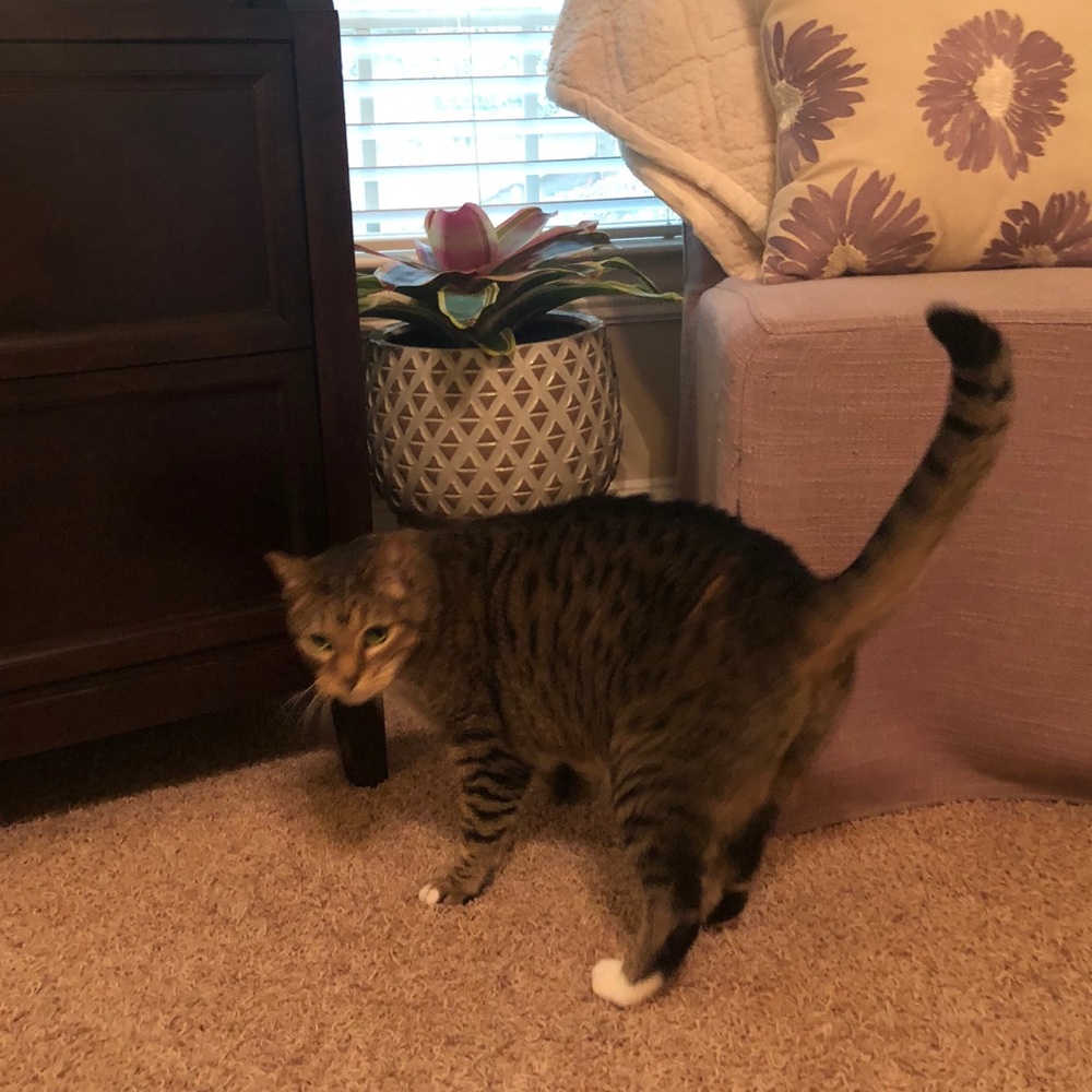 Meet your Posher, Allison